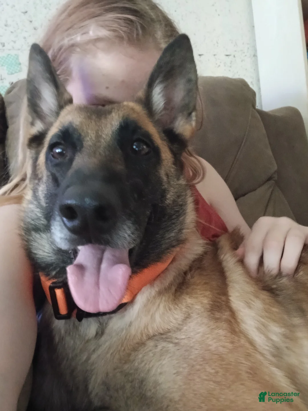 Belgian Malinois dogs for sale: Belgian Malinois 3 - Ad 1