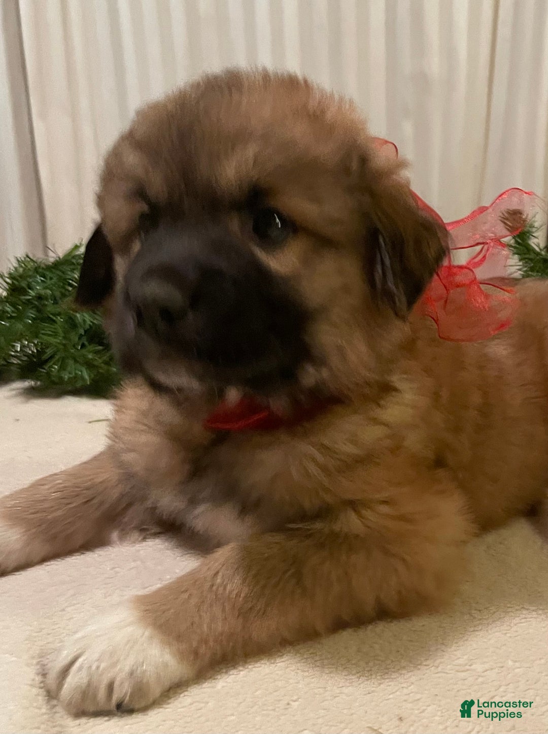 Mixed Breed dogs for sale: Blitzen: one of Santa’s Rein-puppies - Ad 6