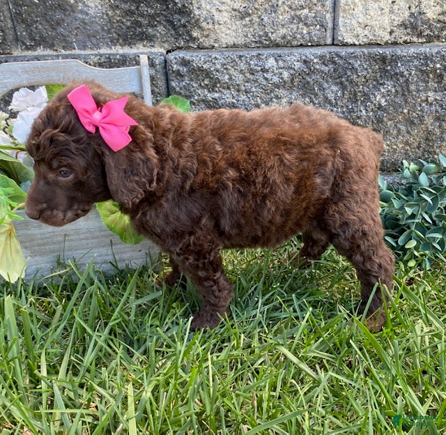Standard Poodle dogs Tasha- genetic clear - Ad 2