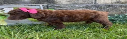 Standard Poodle dogs for sale: Tasha- genetic clear - Ad 2