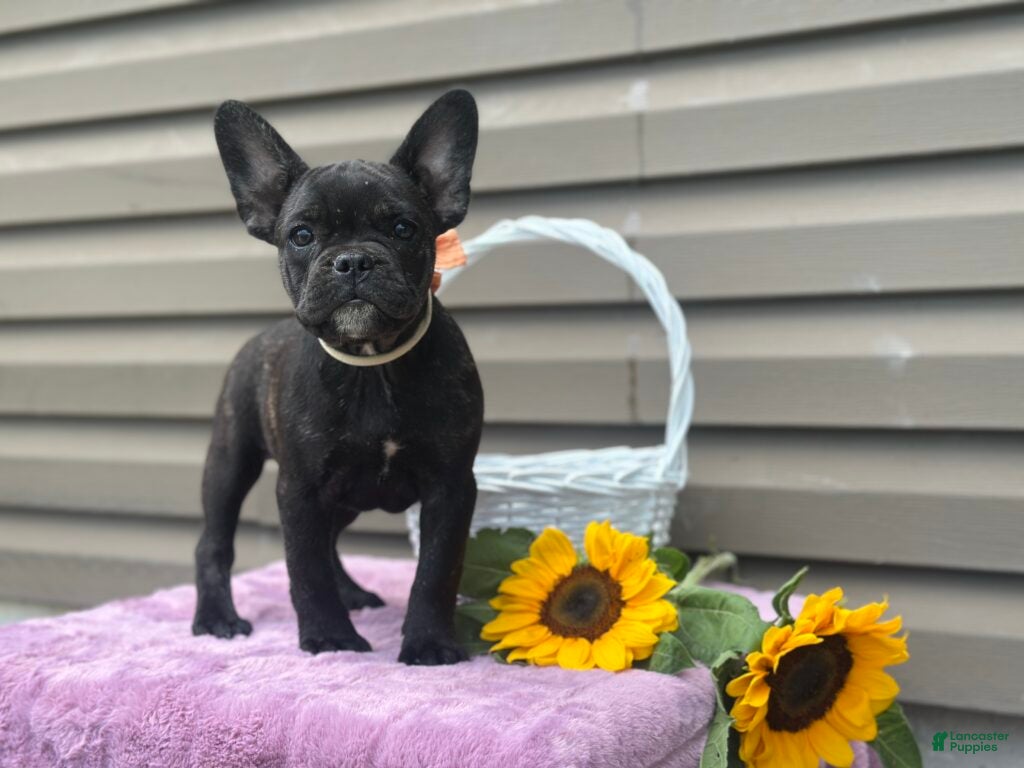 French Bulldog dogs Kosher - Ad 1