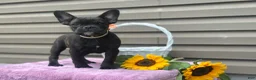 French Bulldog dogs for sale: Kosher - Ad 1