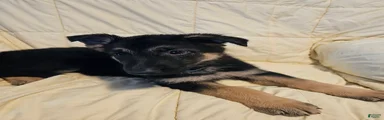 Gray Collar