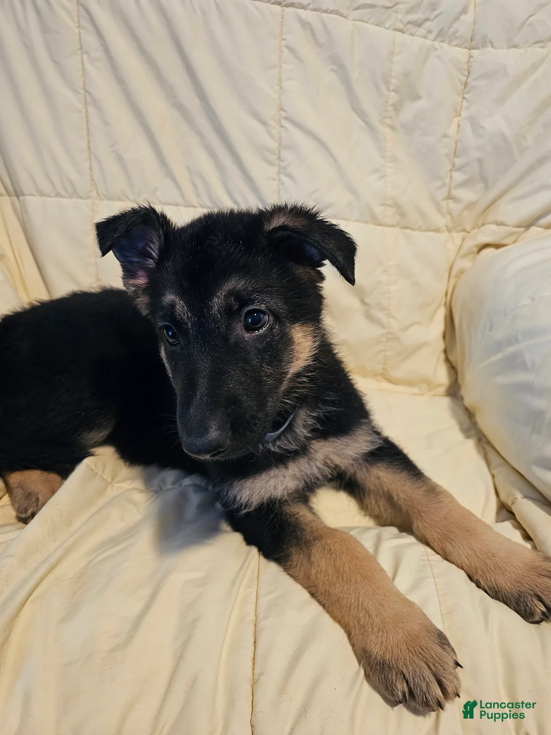 German Shepherd dogs for sale: Gray Collar - Ad 1