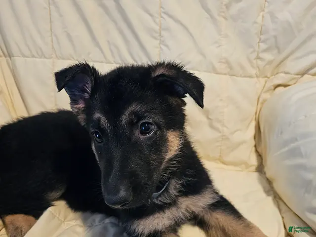 German Shepherd dogs for sale: Gray Collar - Ad 18
