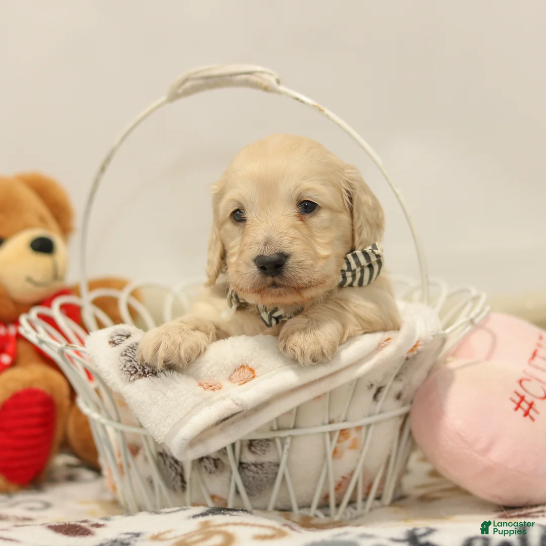 Miniature Dachshund dogs for sale: Brooklyn - Ad 1