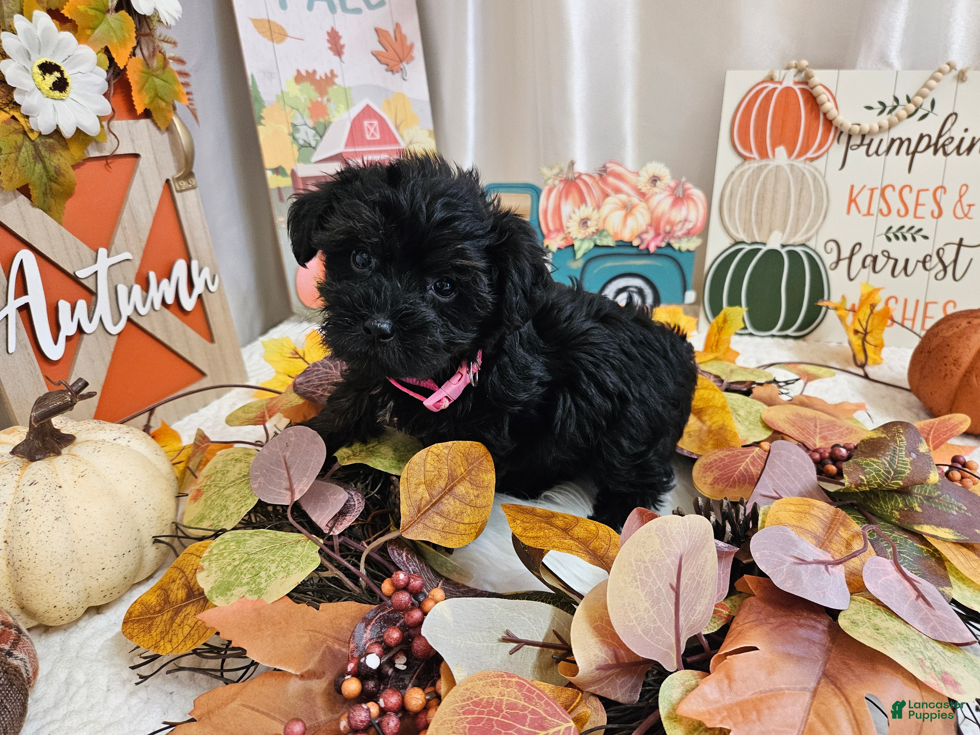 Yorkiepoo dogs Arianna Kay - Ad 29