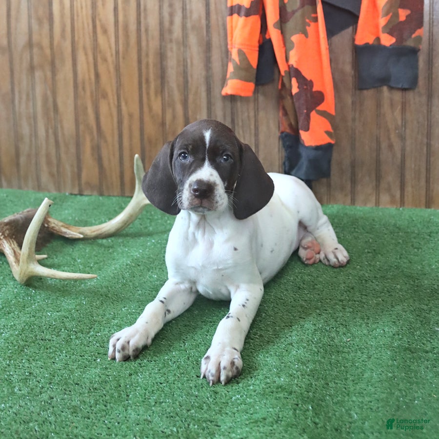 German Shorthaired Pointer dogs Twinkles - Ad 1