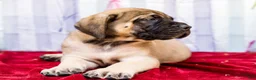 English Mastiff dogs for sale: Major - Ad 3