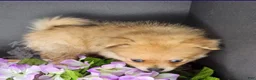 Pomeranian dogs for sale: Pepper's Long Shot - "Archer" - Ad 4