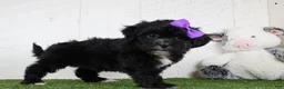 Teddy Bear dogs for sale: Stacey - Ad 4