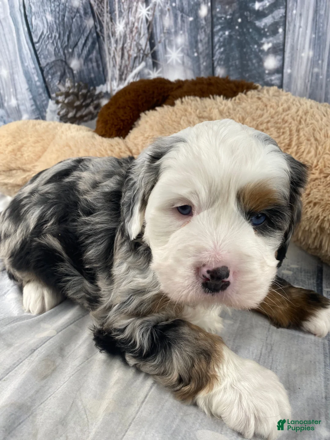 Mixed Breed dogs for sale: Rubio - Ad 1