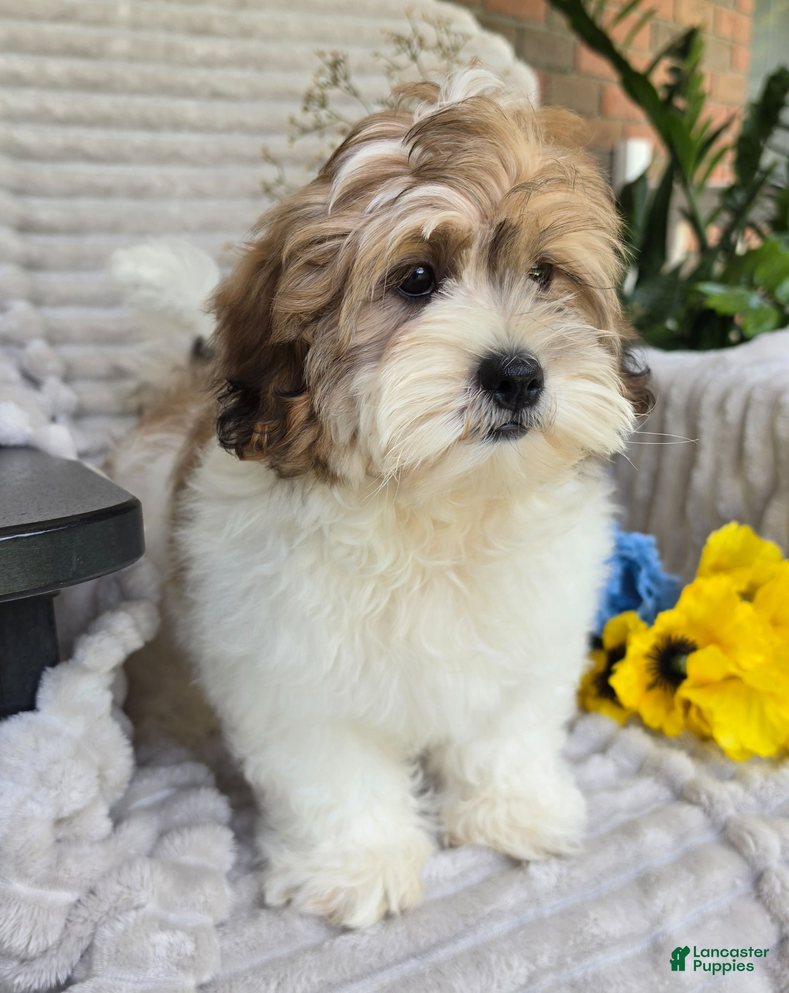 Shihpoo dogs Sparky - Ad 1
