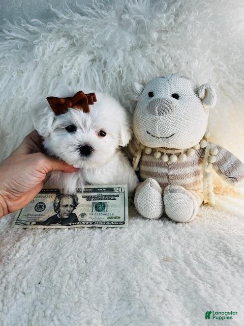Maltese dogs Maltese Puppy 1 - Ad 2