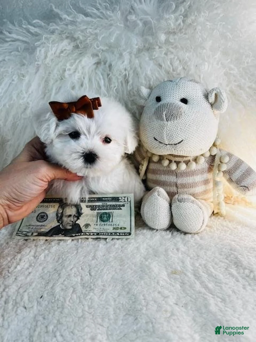 Maltese dogs for sale: Maltese Puppy 1 - Ad 2