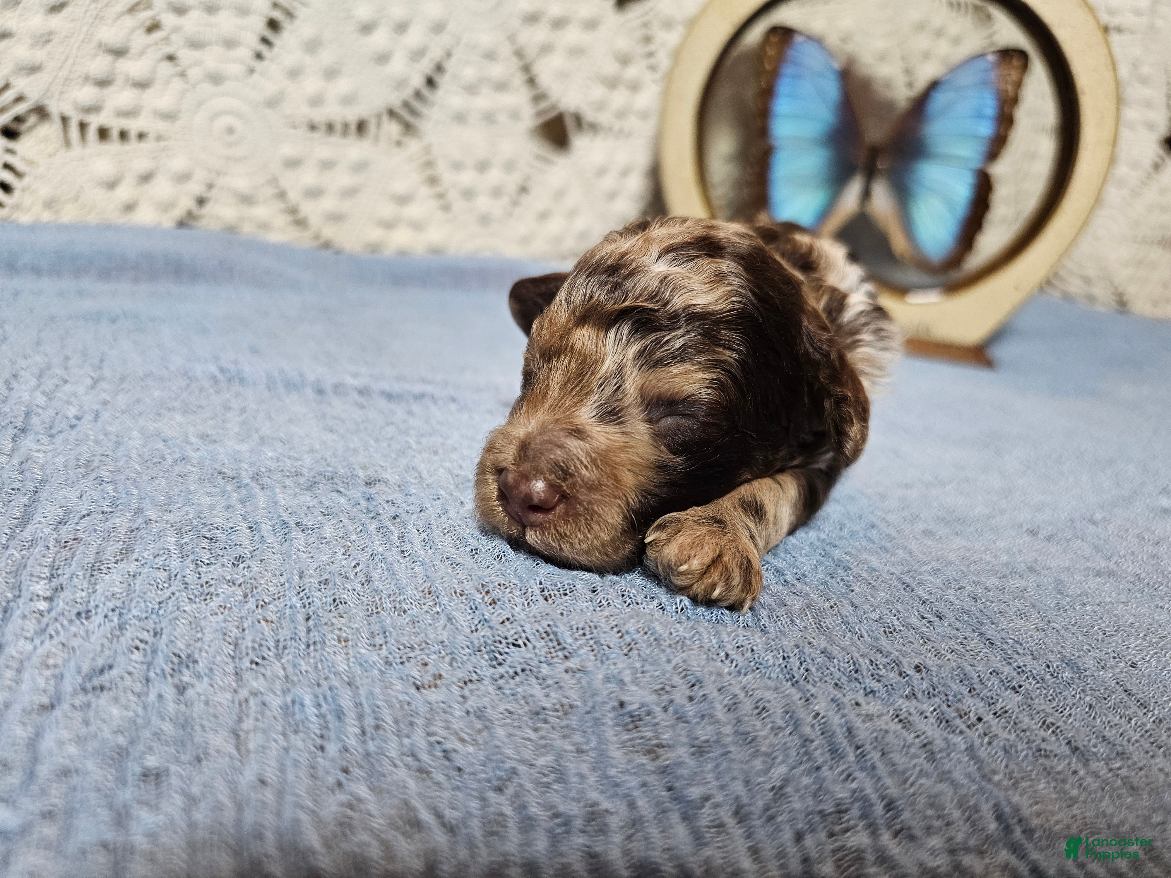 Mini Goldendoodle dogs Saffron  - Ad 1