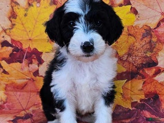 Mini Sheepadoodle dogs - Ad 8
