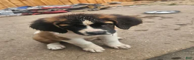 Saint Bernard 2