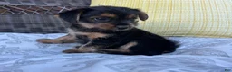 Shorkie dogs for sale: Emma - Ad 5