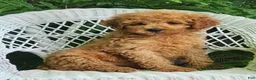 Miniature Poodle dogs for sale: Lila - Ad 6