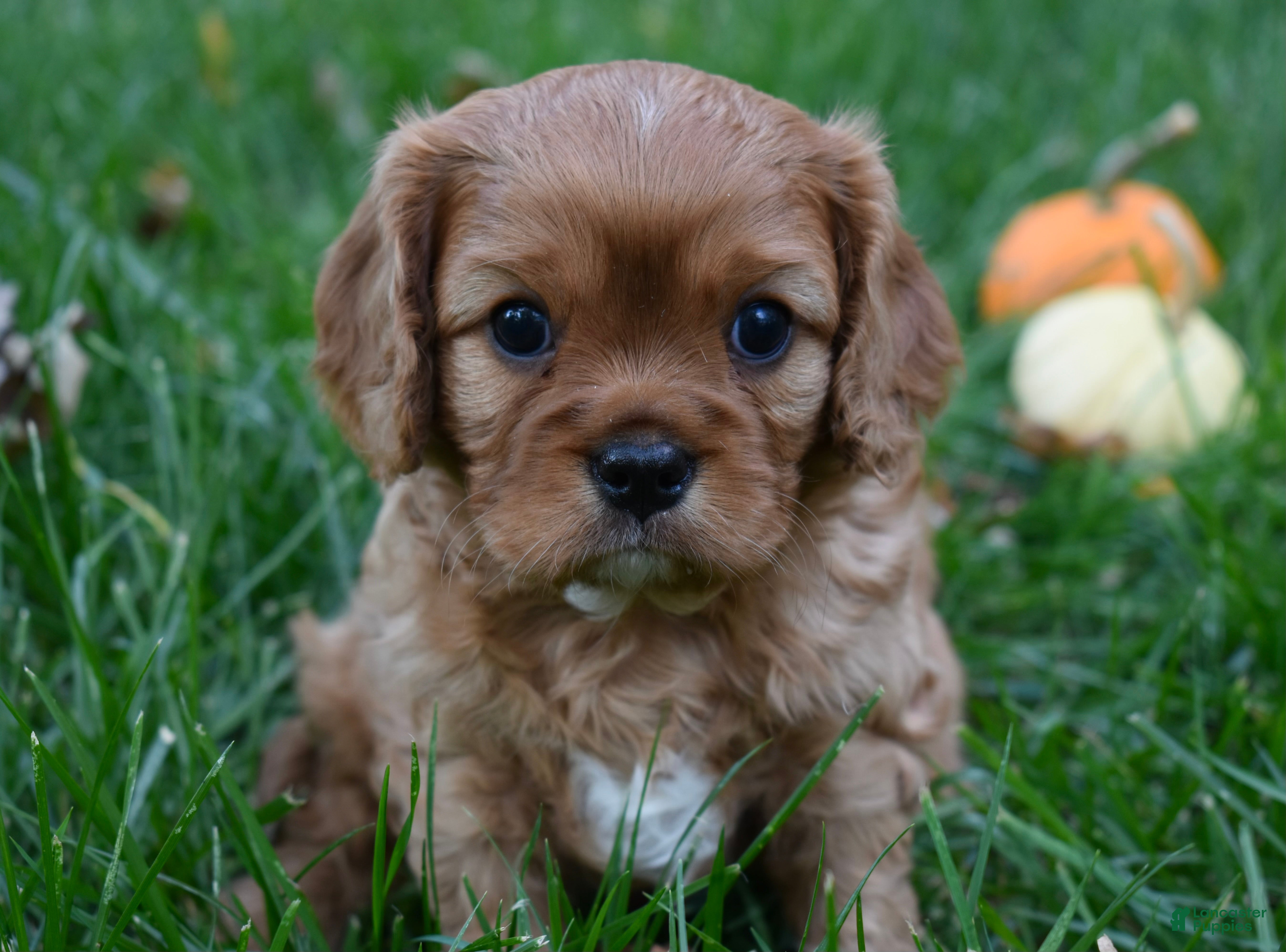 Cavalier King Charles Spaniel dogs Vincent - Ad 23