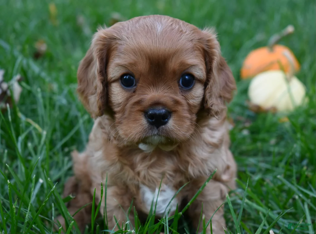 Cavalier King Charles Spaniel dogs for sale: Vincent - Ad 1