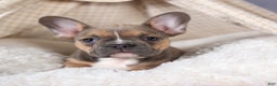 Frenchton dogs for sale: NEVA - Ad 5