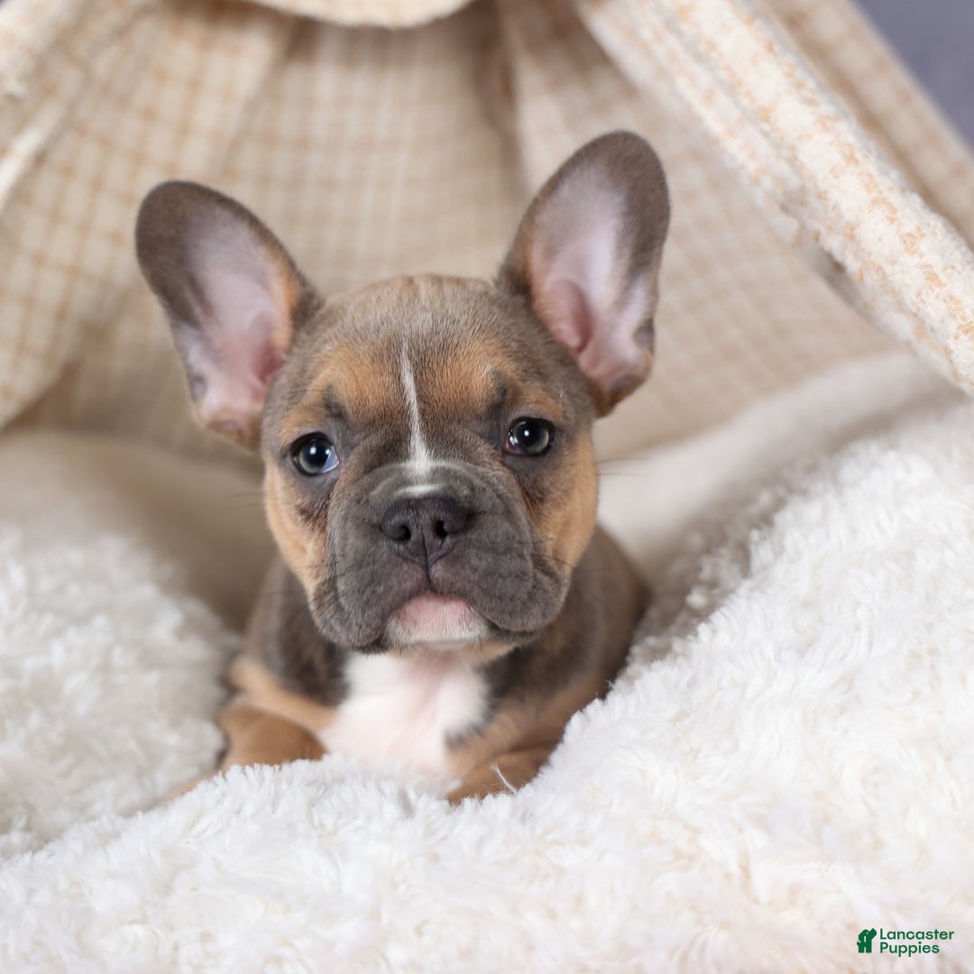 Frenchton dogs for sale: NEVA - Ad 5