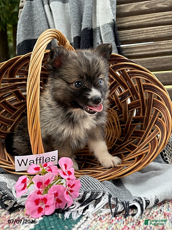 Pomsky dogs Waffles - Ad 2