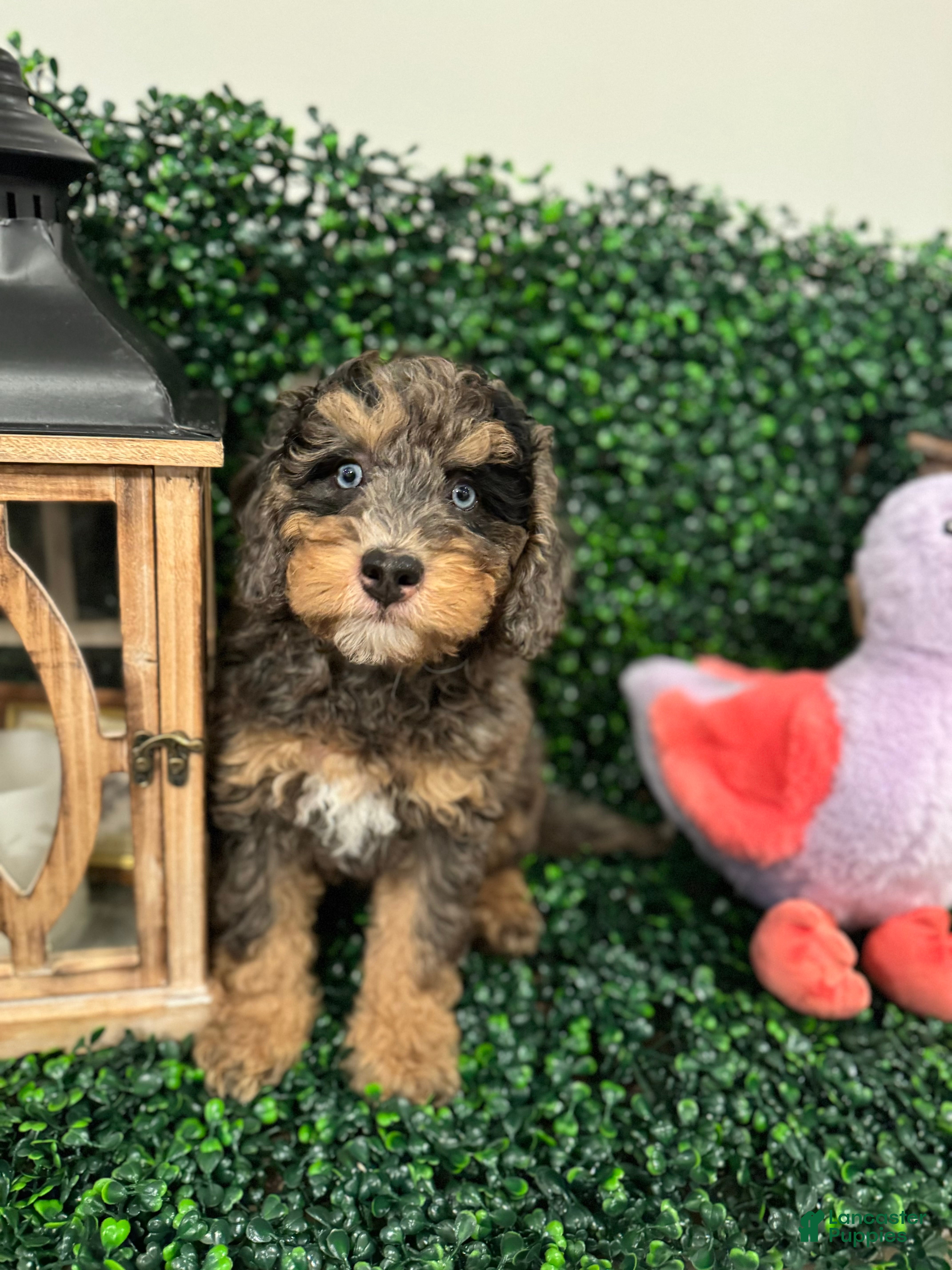 Mini Goldendoodle dogs Zoey - Ad 3