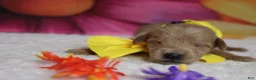 Schnoodle dogs for sale: Pinot - Ad 5