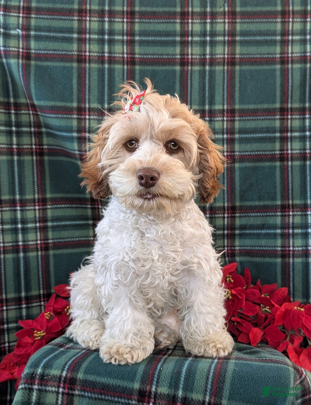 Cockapoo dogs for sale: Krystal - Ad 4
