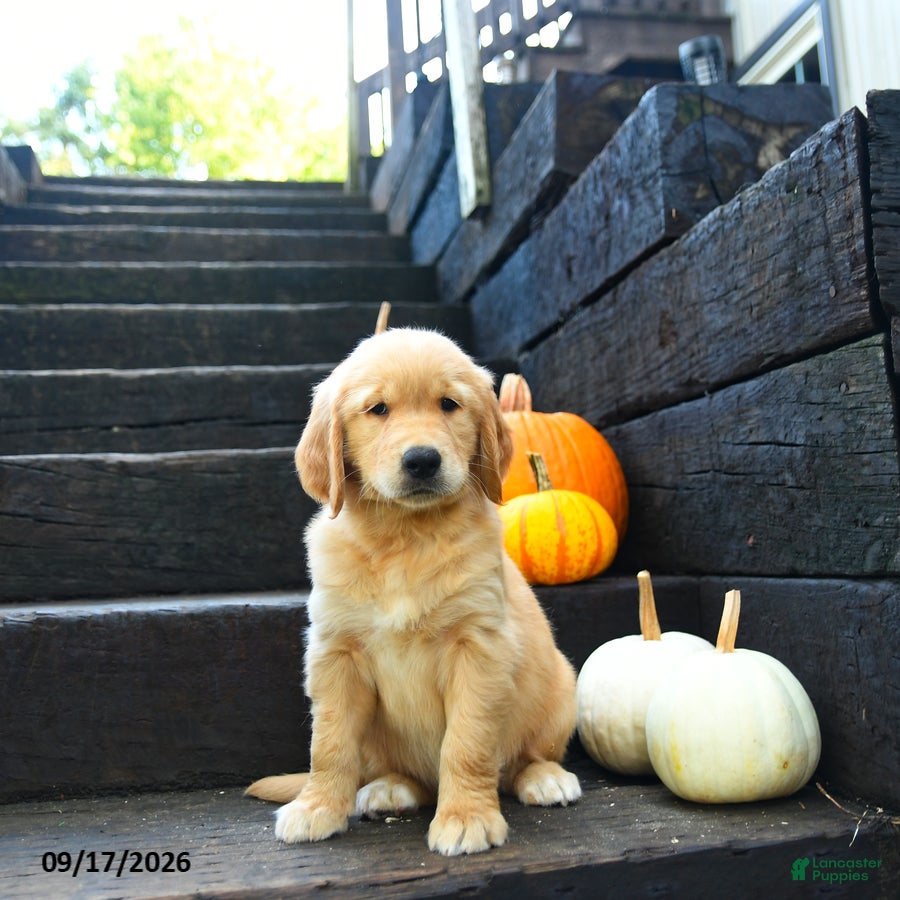 Golden Retriever dogs for sale: Autumn - Ad 2