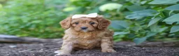 Cavapoo dogs for sale: Iylla - Ad 5