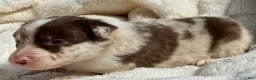 Border Collie dogs for sale: Biscuit - Ad 4