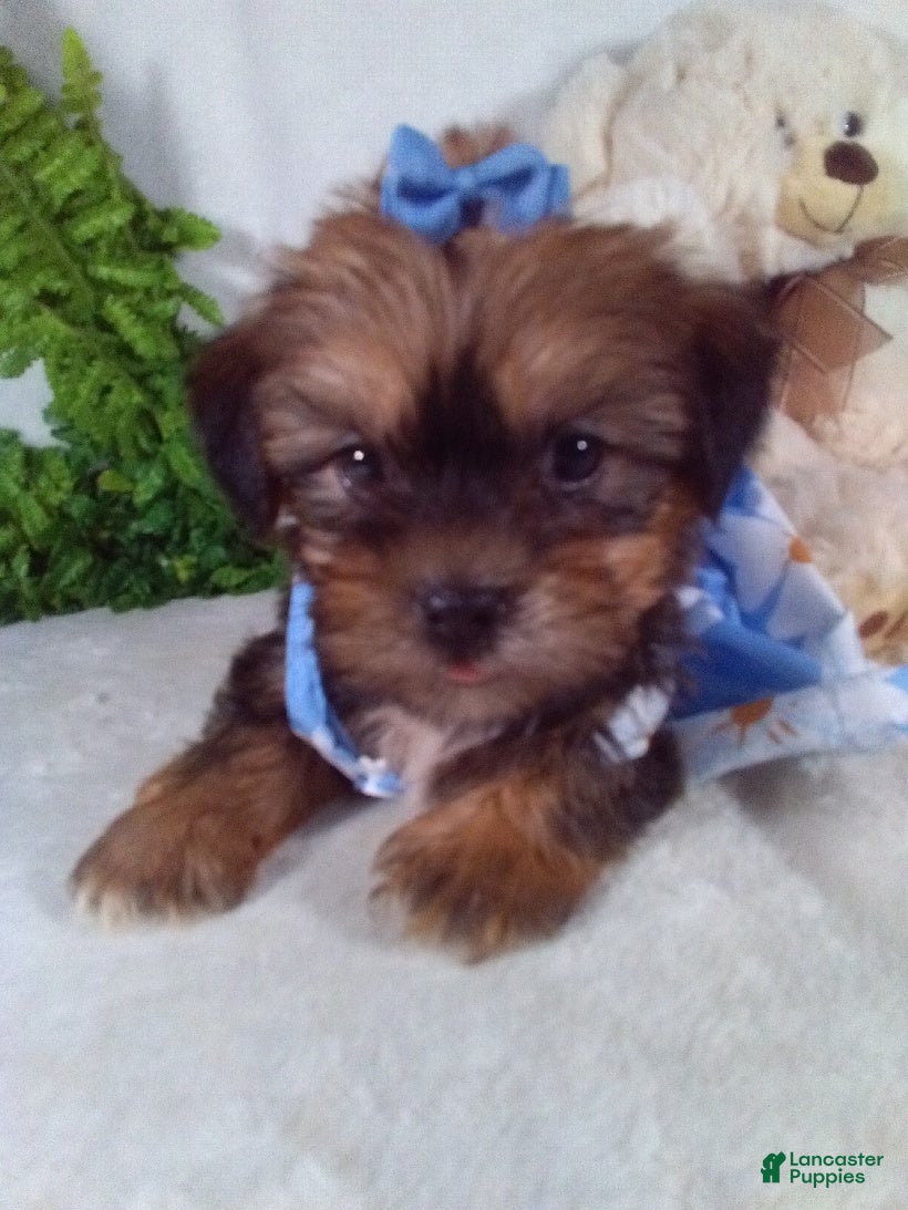 Shorkie dogs Ginger - Ad 1
