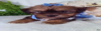 Ginger