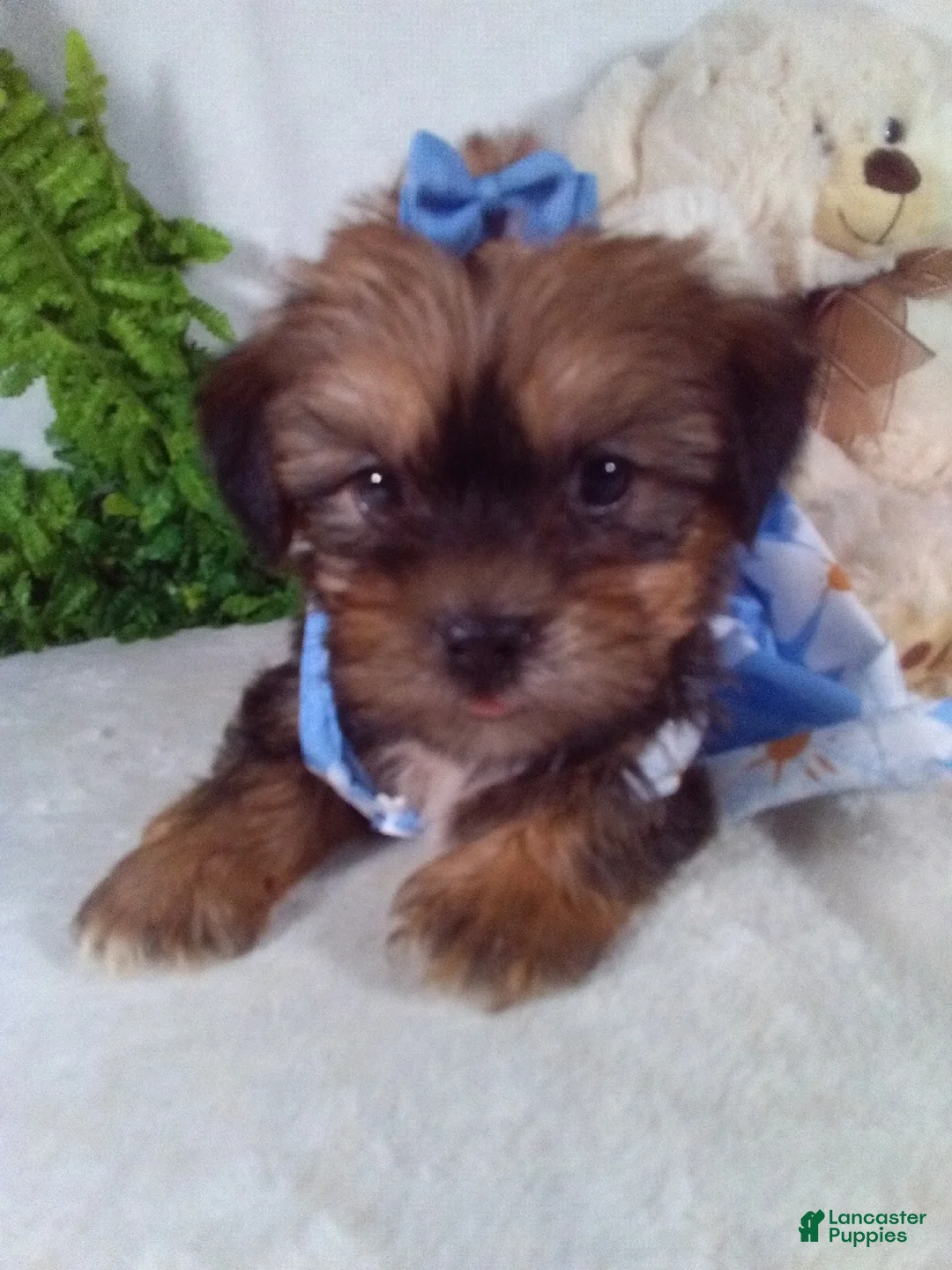 Shorkie dogs for sale: Ginger - Ad 1
