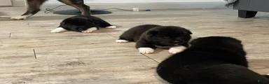 Akita 1