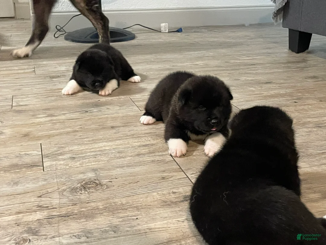 Akita dogs for sale: Akita 1 - Ad 1