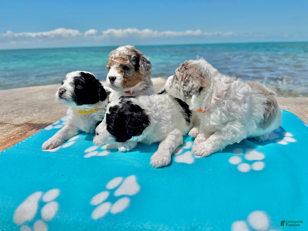 Miniature Poodle dogs for sale: Bear - Ad 53