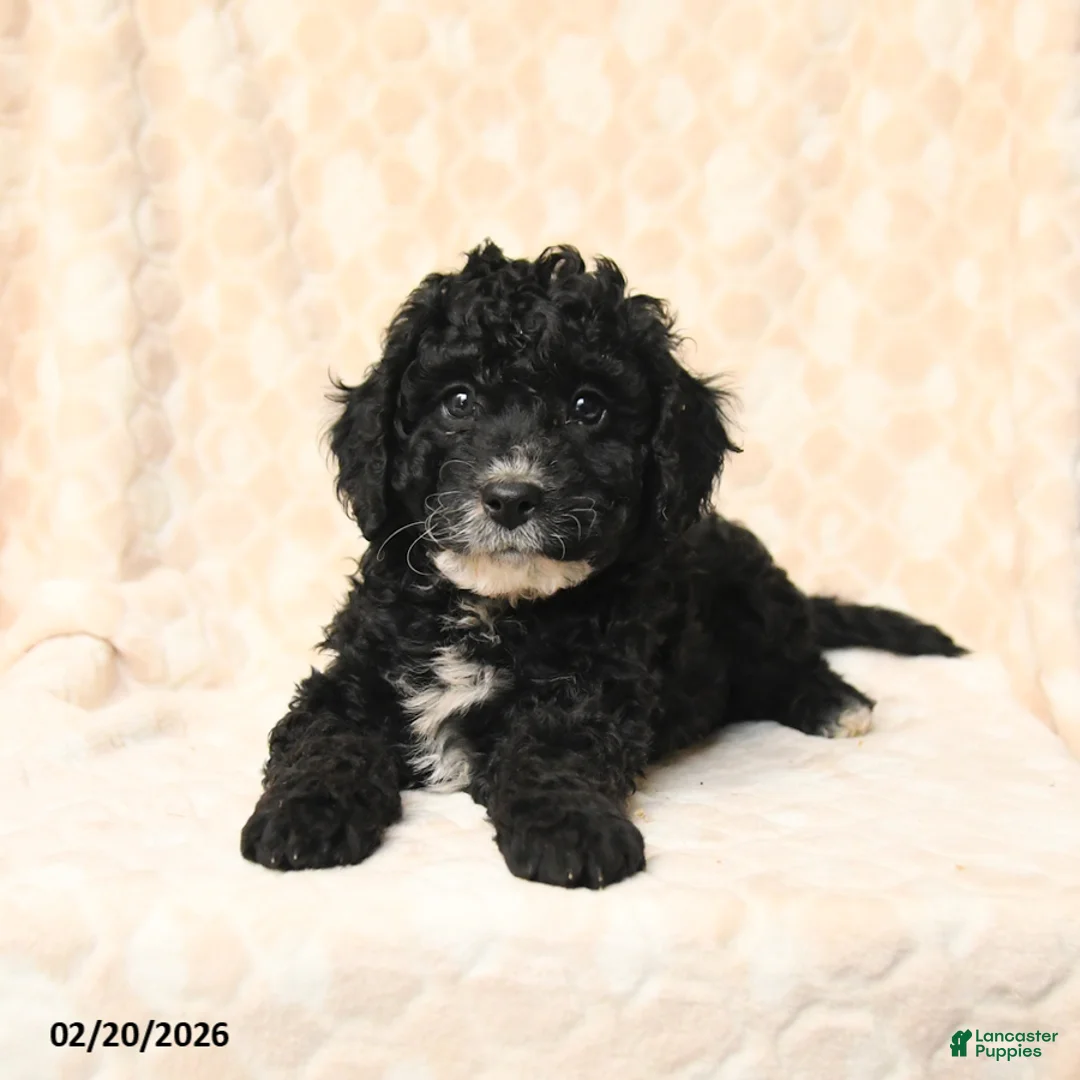 Miniature Poodle dogs for sale: Bingo - Ad 3