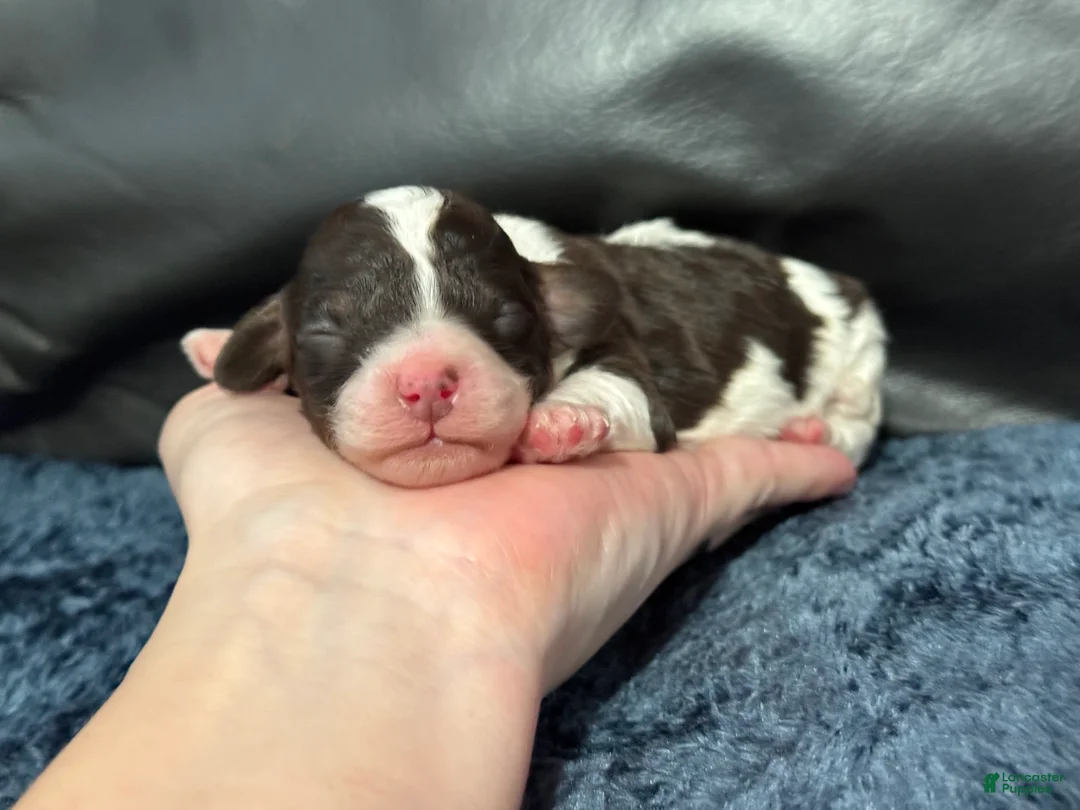 Mini Aussiedoodle dogs for sale: S’more - Ad 1