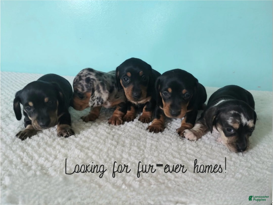 Miniature Dachshund dogs for sale: Finley - Ad 9