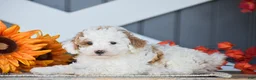 Miniature Poodle dogs for sale: Rockwell - Ad 4