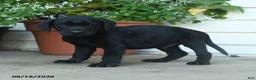 Labrador Retriever dogs for sale: Parker - Ad 4