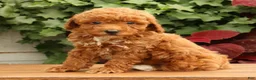 Miniature Poodle dogs for sale: Shawn - Ad 5