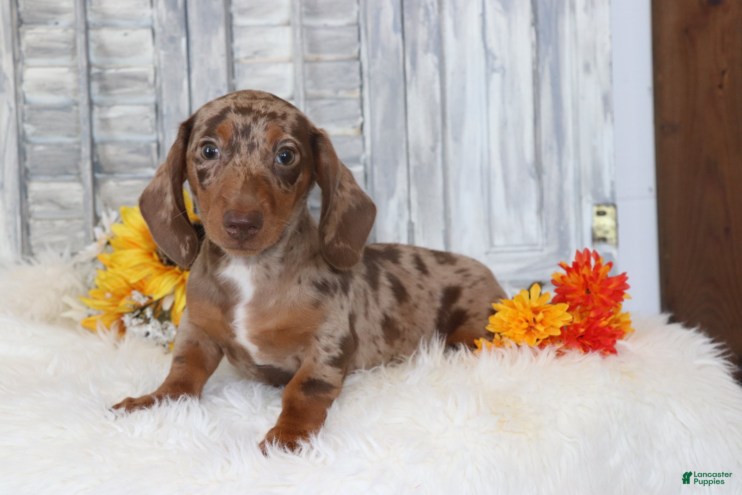 Dachshund dogs Oliver  - Ad 1