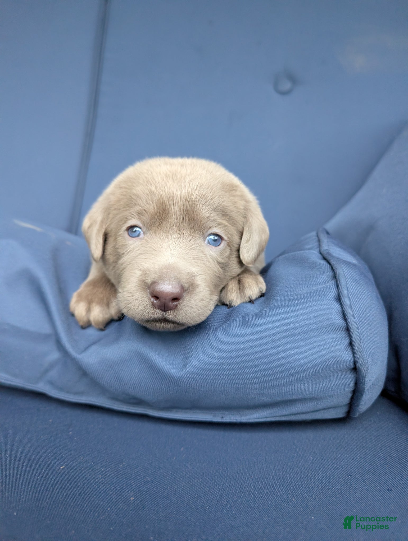 Labrador Retriever dogs Rascal - Ad 1