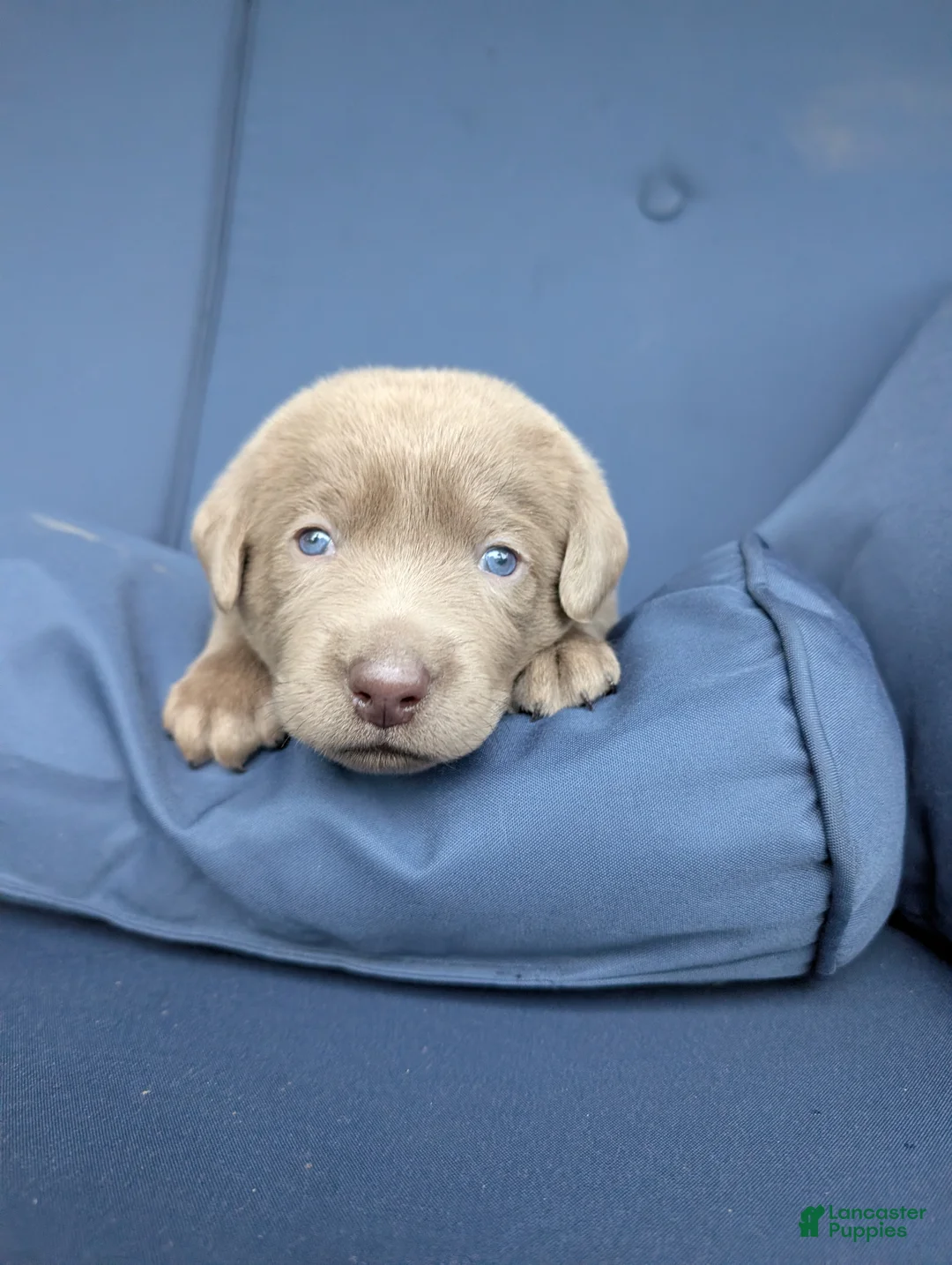 Labrador Retriever dogs for sale: Rascal - Ad 1